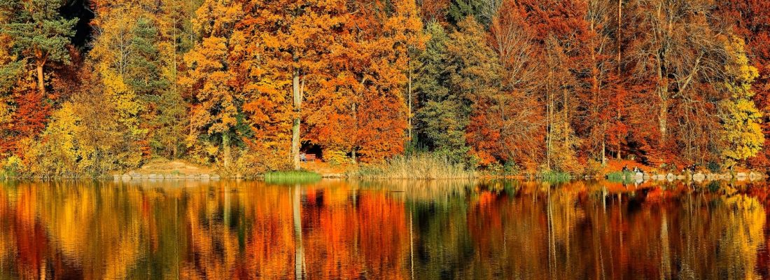 lake sorrounded by trees