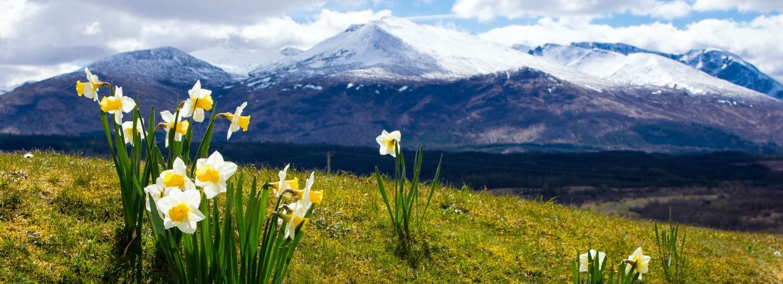 white and yellow flowers on green grass field near mountain under white clouds and blue sky