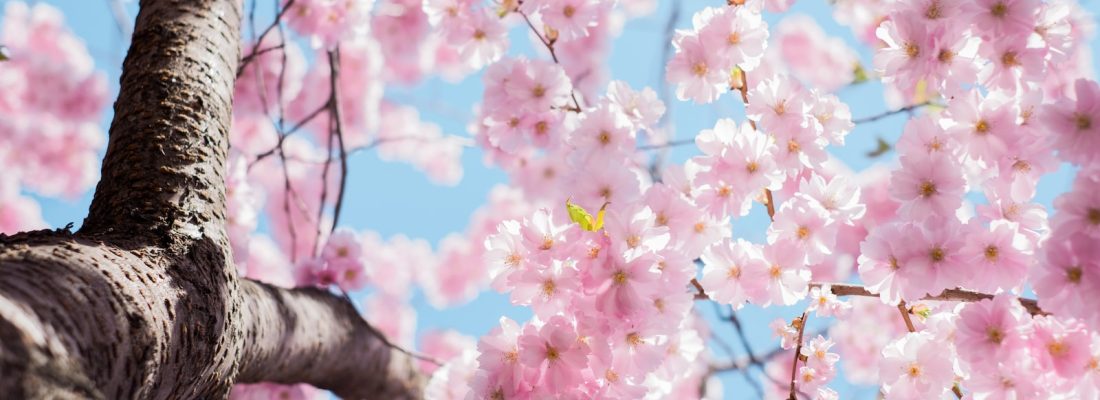 low angle photo of cherry blossoms tree